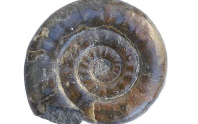 Psiloceras (Psiloceras) calliphylloides