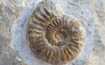 Psiloceras (Curviceras) subangulare