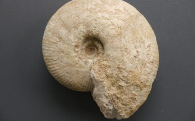 Rasenia (Involuticeras) involuta