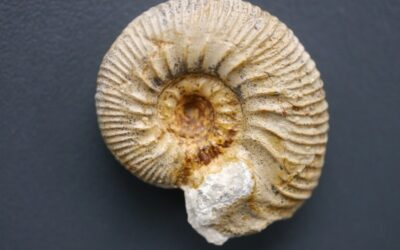 Rasenia (Prorasenia) paralepida