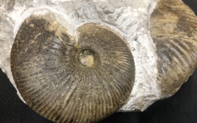 Ringsteadia flexuides