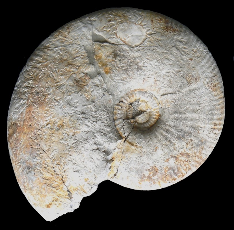 Ringsteadia streichensis-Oxfordium