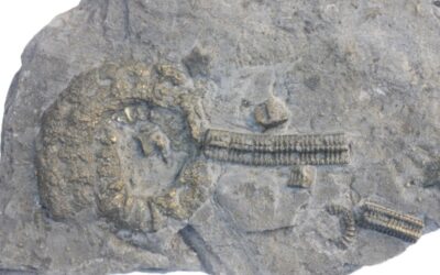 Seelilienstielglied mit Bifericeras