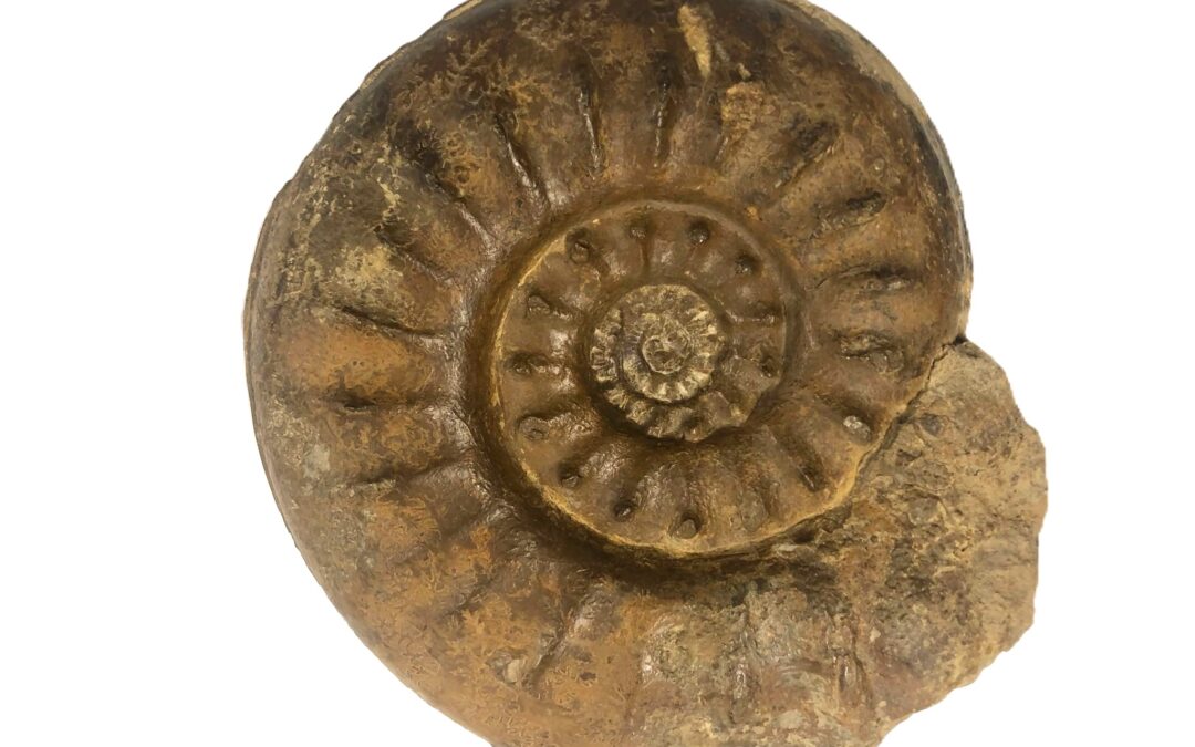 Sonninia (Euhoploceras) subtrigonata