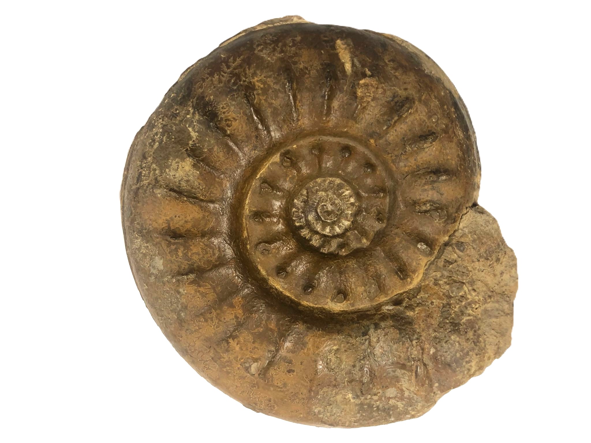 Sonninia subtrigonata-Bajocium