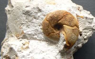 Sowerbyceras tortisulcatum