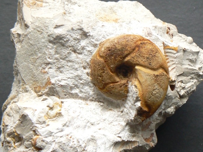 Sowerbyceras tortisulcatum-Oxfordium