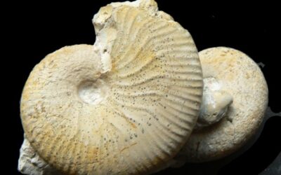 Taramelliceras (Taramelliceras) hauffianum