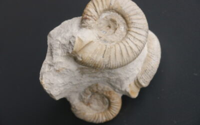 Stufe mit Ataxioceraten