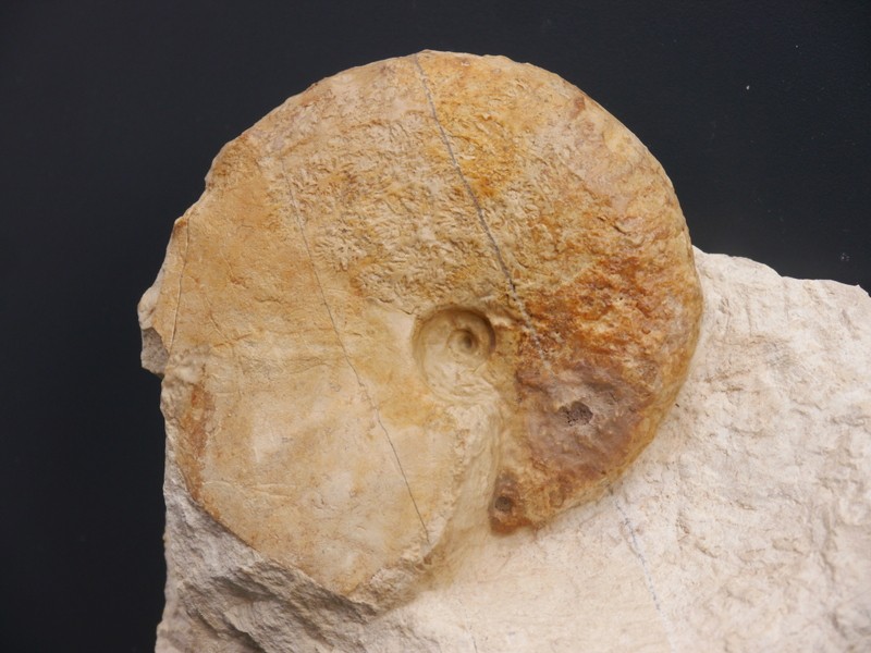 Taramelliceras compsum-Kimmeridgium