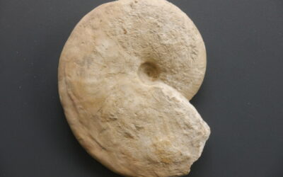 Taramelliceras (Taramelliceras) compsum