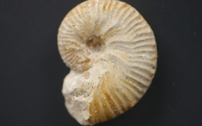Taramelliceras (Taramelliceras) pseudoflexuosum