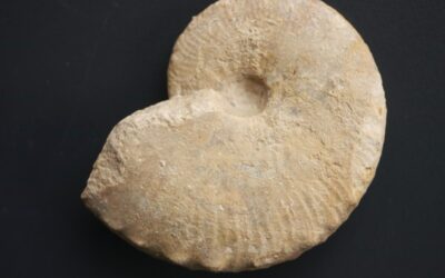 Taramelliceras (Hemihaploceras) pugile