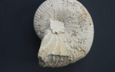 Taramelliceras (Metahaploceras) rigidum