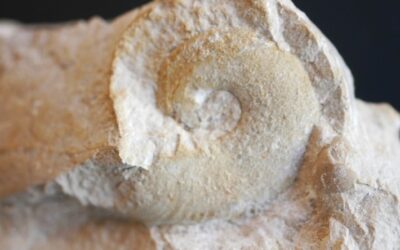 Taramelliceras (Metahaploceras) subsidens