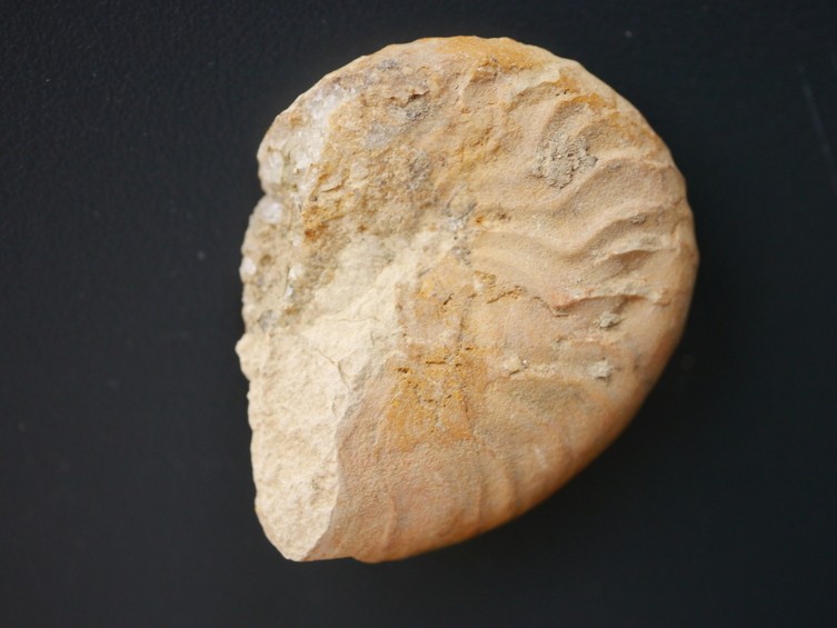 Taramelliceras wenzeli-Oxfordium