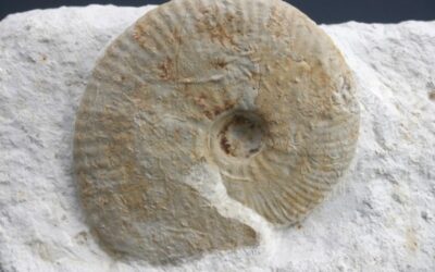 Taramelliceras rigidum