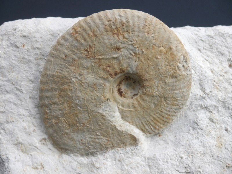 Taramellicersas sp.-Kimmeridgium