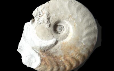 Trimarginites stenorhynchus