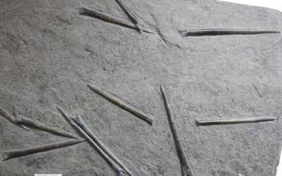 Youngibelus ohmdensis