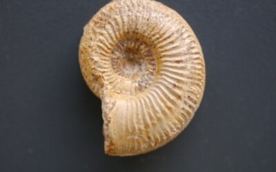 Amoeboceras (Amoebites) lineatum