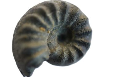 Beaniceras centaurus