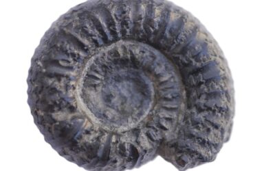 Catocoleoceras crassum