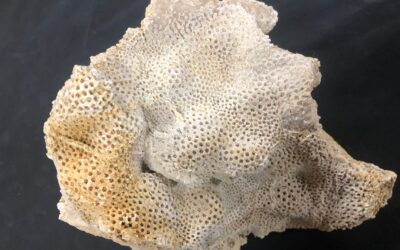 Koralle Convexastrea sexradiata