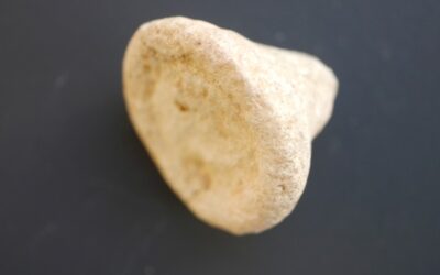 Schwamm Cypellia sp.