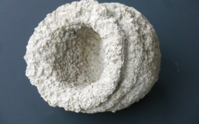 Schwamm Cypellia sp.