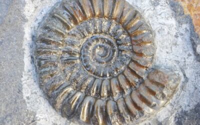 Epammonites sylvestrei