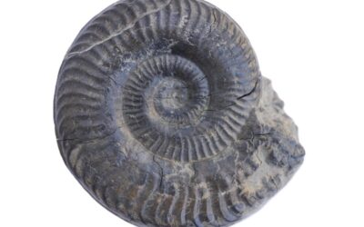 Grammoceras thouarense