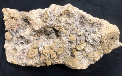 Korallen-Riffschuttblock