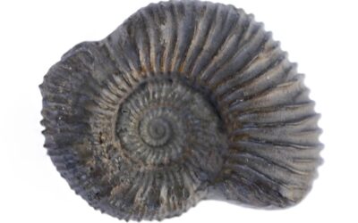 Kosmoceras (Kosmoceras) spoliatum