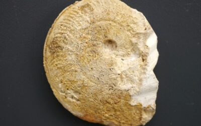 Ochetoceras (Ochetoceras) marantianum