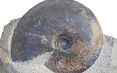 Oxynoticeras oxynotum