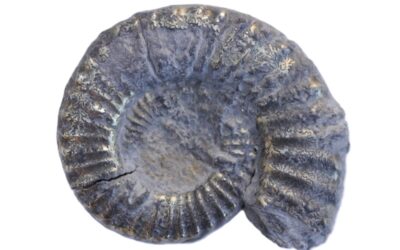 Platypleuroceras submulticum