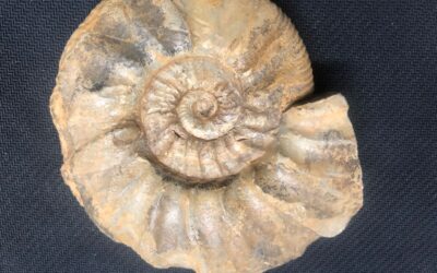 Ataxioceras (Parataxioceras) sp.