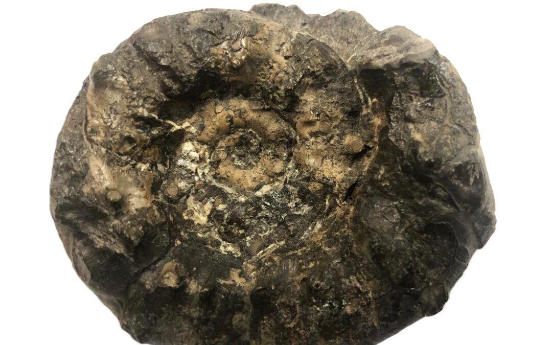 Euaspidoceras cf. subbabeanum