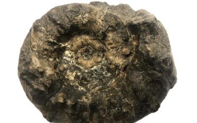 Euaspidoceras cf. subbabeanum