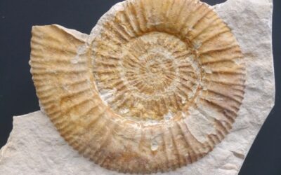 Garnierisphinctes sp.