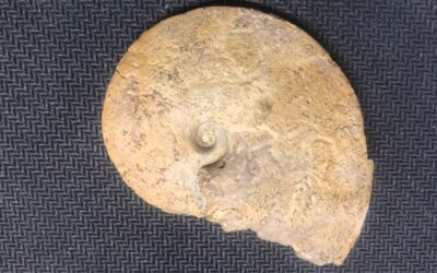 Trimarginites trimarginatum