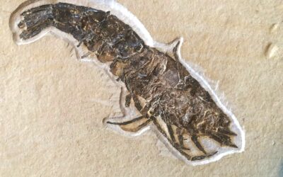 Krebs Antrimpos undenarius