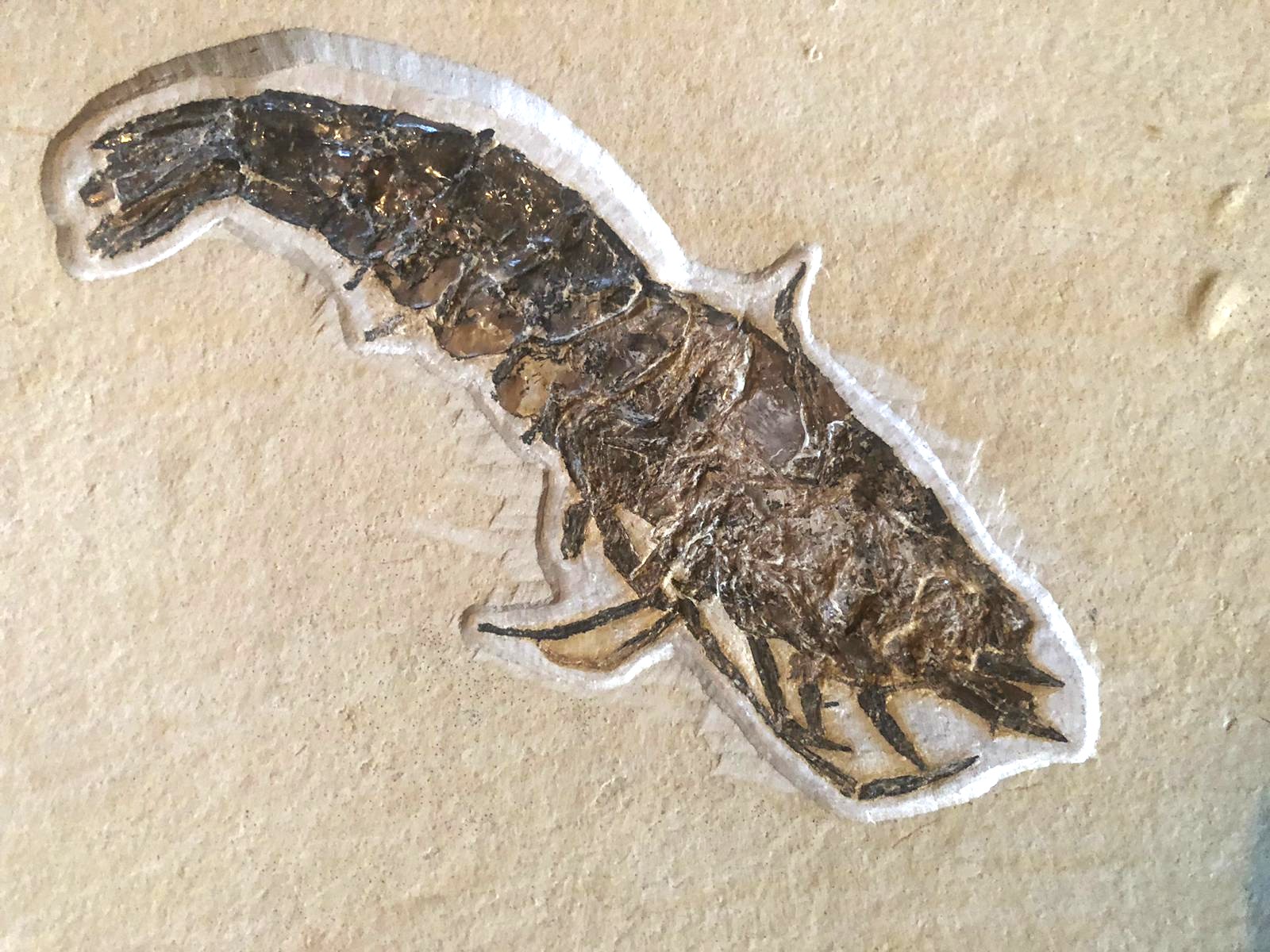 Nusplinger-Plattenkalke