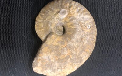 Ochetoceras (Ochetoceras) canaliculatum