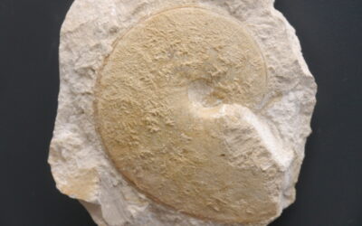 Ochetoceras (Ochetoceras) canaliferum