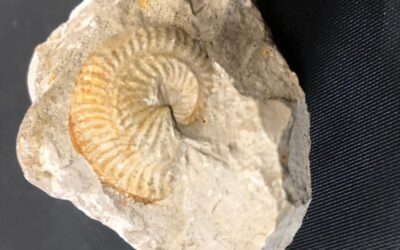 Ochetoceras (Ochetoceras) canaliculatum