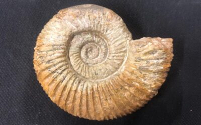 Perisphinctes (Dichtomosphinctes) elisabethae