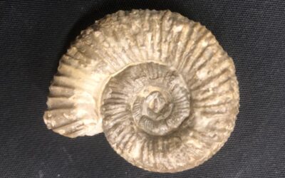 Perisphinctes (Arisphinctes) parandieri