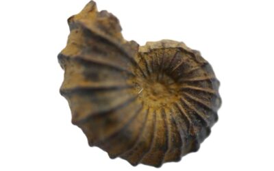 Phricodoceras cornutum